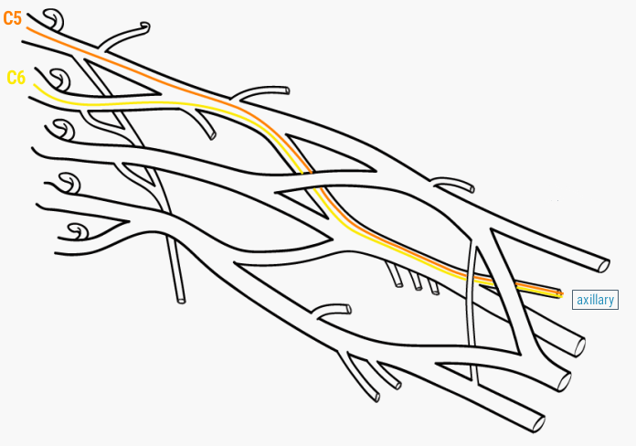 Brachial Plexus Diagram Blank